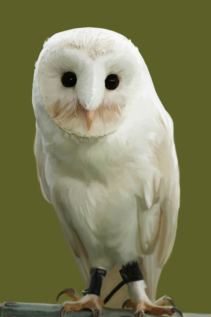 动物, 写实绘画, 临摹, 鸟, Ural owl, don't look